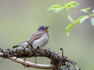 Red-breasted Flycatcher