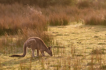 An eastern grey kangaroo encountered at sunset in Wilsons Promontory national park, Victoria, Australia © Michael Evans