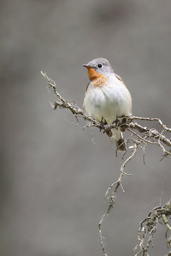 Red-breasted Flycatcher