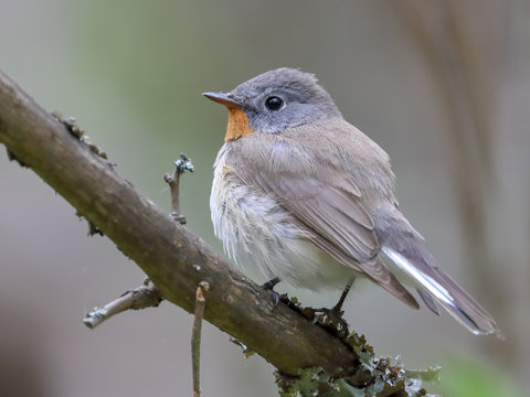 Red-breasted Flycatcher