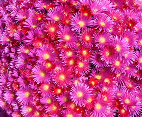 abstract floral background with flowers