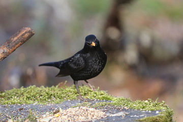fotografias de aves varias 