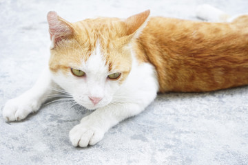 Fototapeta premium Cat staring something,fighting