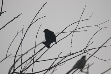 Birds. Shiloh Ranch Regional Park in southeast Windsor includes oak woodlands, forests of mixed evergreens, ridges with sweeping views of the Santa Rosa Plain, canyons, rolling hills, a shaded creek.