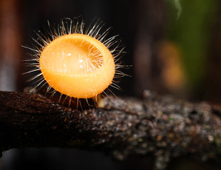 Cookeina tricholoma on the timber isolated,beautiful nature background