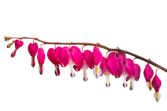 flowers broken heart isolated - Powered by Adobe