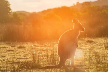 An eastern grey kangaroo encountered at sunset with an intentional use of lens flare in Wilsons Promontory national park, Victoria, Australia © Michael Evans
