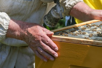 Visite d'une ruche