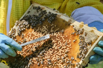 Naissance d'une abeille