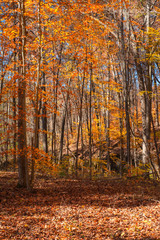 Fototapeta premium Fall in the Forest