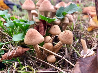 Wald Pilze Halimasch