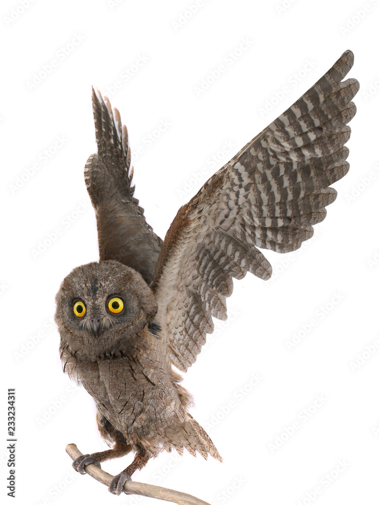 Poster owl on a tree branch