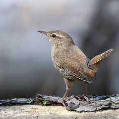 Winter Wren
