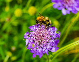 Bumble Bee Blue Pincushion Scabiosa Flower
