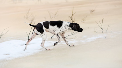 Dog english pointer running on the ice 