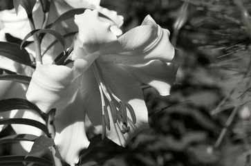 Flowering lily in the garden in the summer. Black background. Black and white photo.