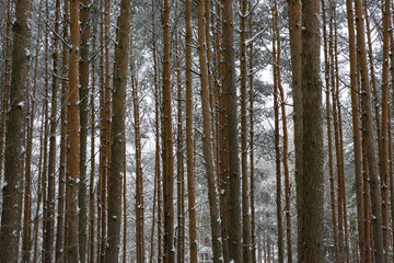 Fototapety na wymiar - Fototapeta24.pl