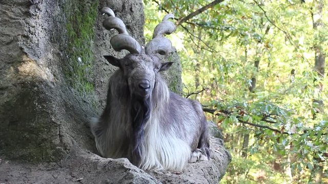 Markhor o Capra Falconeri, animale nazionale del Pakistan