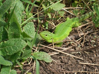 frog on leaf