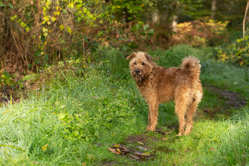 Irish Terrier