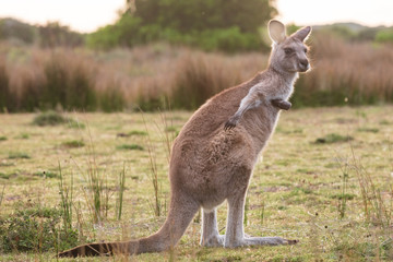 An eastern grey kangaroo encountered at sunset in Wilsons Promontory national park, Victoria, Australia © Michael Evans