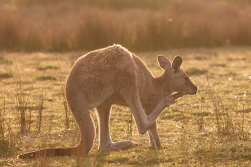 An eastern grey kangaroo encountered at sunset in Wilsons Promontory national park, Victoria, Australia © Michael Evans