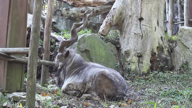 Markhor, Capra Falconeri