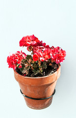 Flowerpot with flowers on a white wall