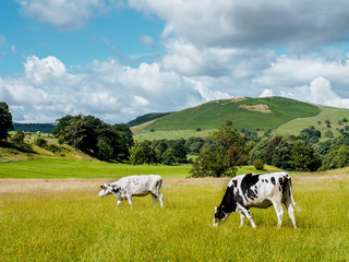 Fototapeta premium Yorkshire Cow Pair