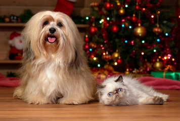 Cheerful Havanese dog and a colorpoint kitten in front of a Christmas tree