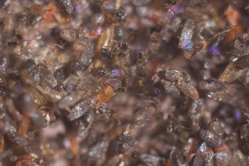  The struck eggs of a plant louse Trikhogramma. Trikhogramma — the family of parasitic equestrians-yaytseedov. Trikhogramma's size is 0,3-0,5mm. Useful insects in agriculture, ispolnut for pest contro