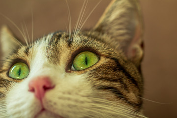 cat with green eyes