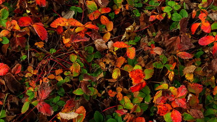 autumn leaves background