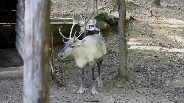 Una Renna nel bosco