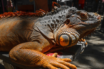 Portrait of seriously looking orange iguana sitting on the wooden background in Bali, Indonesia