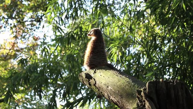 Un Suricato/Suricata suricatta fa da vedetta