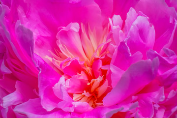 Pink Petals Peony Paeonia Perrenial