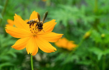 Bee is sucking nectar from yellow cosmos flower,isolated,close up