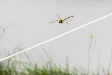 Blue-green dragonfly in flight