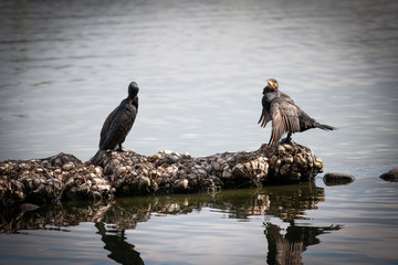 Wasservögel an der Aussenalster in Hamburg