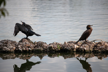 Wasservögel an der Aussenalster in Hamburg