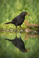 Common Blackbird is fishing to feed his chicks, Turdus merula, Blackbird has got two fishes in his beak. Nice mirroring reflection on surface of forest waterhole, nice bright green backround..