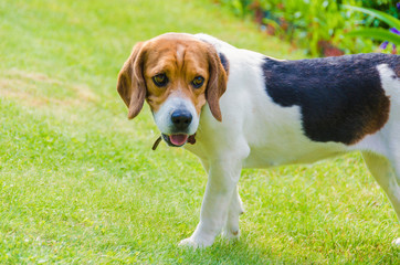 English beagle - breed of the hunting hounds of dogs