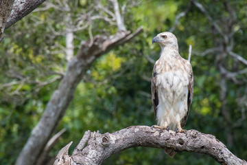 The White-bellied Sea Eagle, Haliaeetus leucogaster, also known as the White-Breasted Sea Eagle is is sitting and posing on the branch, amazing picturesque green background, in the morning, Srí Lanka