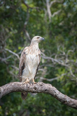 The White-bellied Sea Eagle, Haliaeetus leucogaster, also known as the White-Breasted Sea Eagle is is sitting and posing on the branch, amazing picturesque green background, in the morning, Srí Lanka
