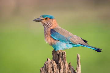 The Indian Roller, Coracias benghalensis is sitting and posing on the branch, amazing picturesque green background, in the morning during sunrise, Srí Lanka
