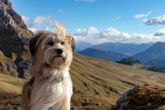 Portrait of a cute dog with mountains in the background in the Puez Geisler Nationalpark in the European Alps, Italy