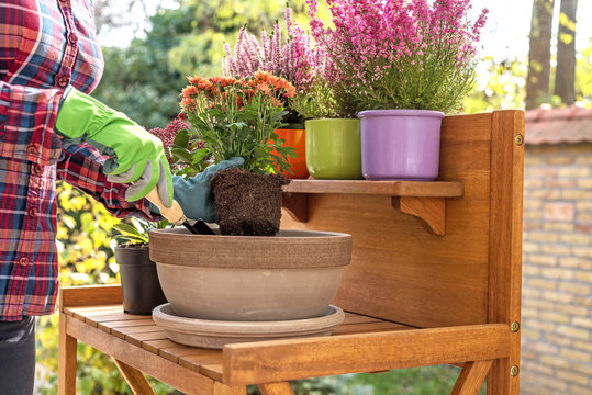 Autumn flowers planting