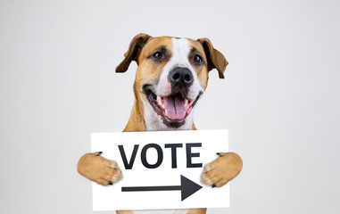 American election activism concept with staffordshire terrier dog.  Funny pitbull terrier holds...