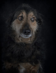Retrato de perro con mirada tierna